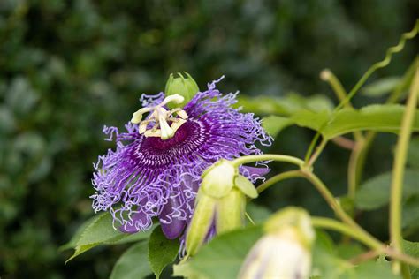 Passion Flowers Ph – Passion Flowers PH.